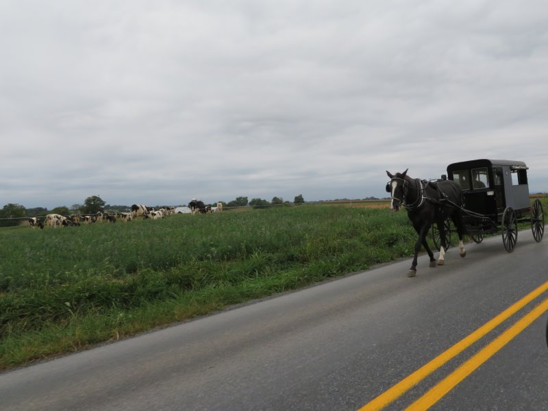 Amish buggy on the road near Lancaster